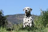 DALMATIEN 032